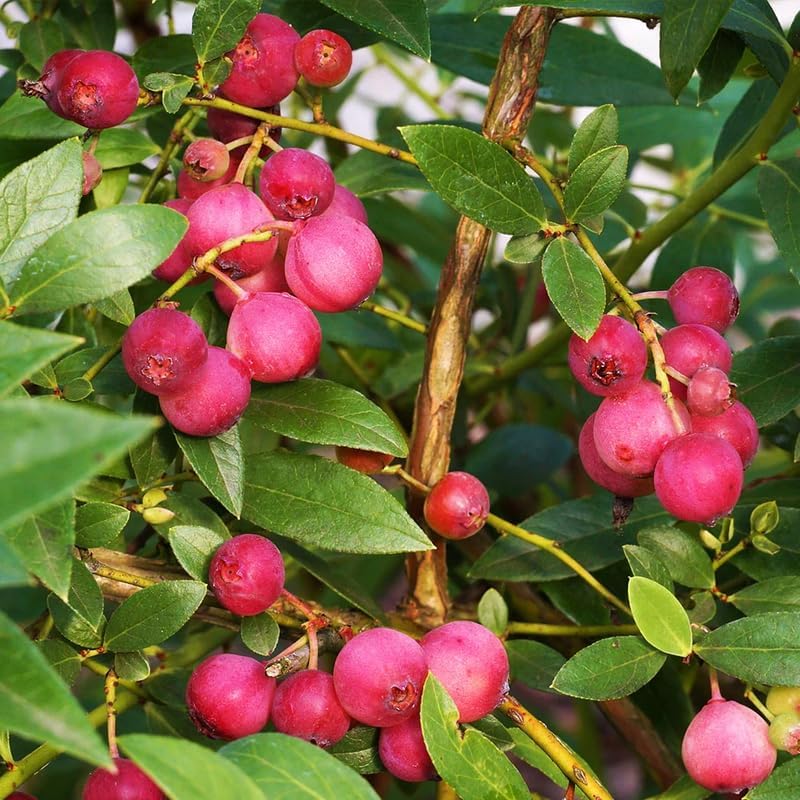 2 Pink Lemonade Blueberry Plants Live, Sweet Berry Shrub, 5-12" Tall - Image 6