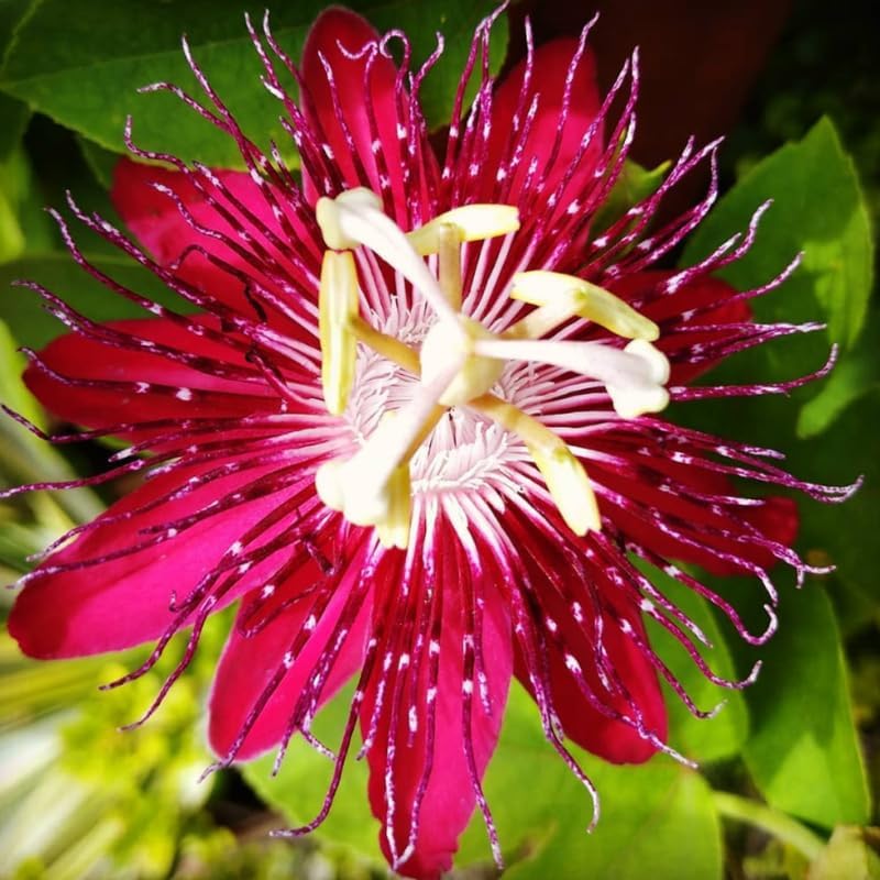 2 Burgundy Passion Flower Live Plants, Passiflora Vine to Grow 5-7" Tall - Image 3