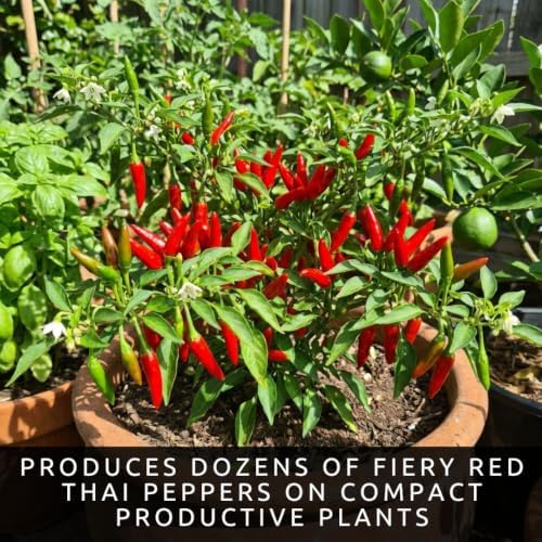 Red Thai Pepper Seeds for Planting | Hot Chili Peppers | 100 Seeds - Image 2