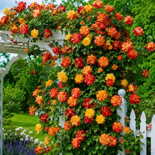 Climbing Rose Plant Live, Multi-Colors Rose Plant, 5-9 Inch Tall by AKTRD