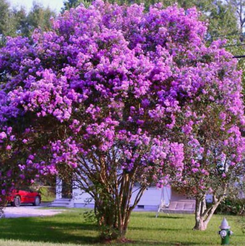 Purple Crape Myrtle Shrub/Tree - 6-12" Tall Live Plant - Image 4