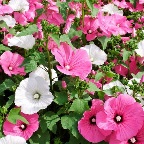 Mallow Seeds for Planting, Lavatera trimestris, Heirloom Non-GMO Rose Mallow Tree Mallow Flower Seeds, High Germination Pink White Annual Flower for Cottage Gardens Borders and Cut Flowers, 500 Count - Image 6