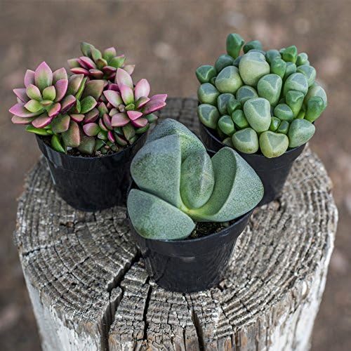Altman Plants, Mimicry Succulents Plants Live Mini Succulents (4 Pack), Lithops Live Plants Outdoor or Live Indoor Plants, Living Stones Succulent Plants Live Houseplants, Succulent Plant House Plants - Image 4