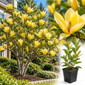 Yellow Magnolia Tree Plant Live, 6-12 Inch Tall, 2.5 Inch Pot by Unknown