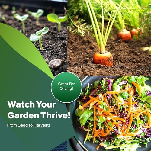 1000 Tendersweet Carrot Seeds for Planting - Heirloom, Non-GMO, USA Grown - By RDR Seeds - Image 3