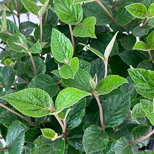 Korean Spice Viburnum, Live Deciduous Flowering Shrub, 3 Gallon - Image 4