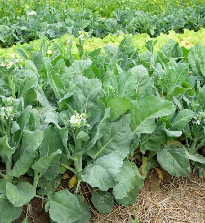 Chinese Broccoli Seeds - 2000+ Count - for 2026 Planting Jie LAN GAI LAN Rapini Rabe Kale Stem Greens Cabbage Yu Choy Kai LAN Asian Vegetable Grow Your Own Home Farm Patio Healthy - Image 2