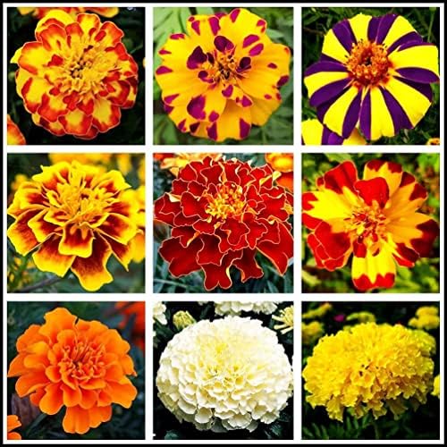 200 Pcs Mixed Marigold Seeds Flower to Plant Bonsai Home Decor by seedsofstrength