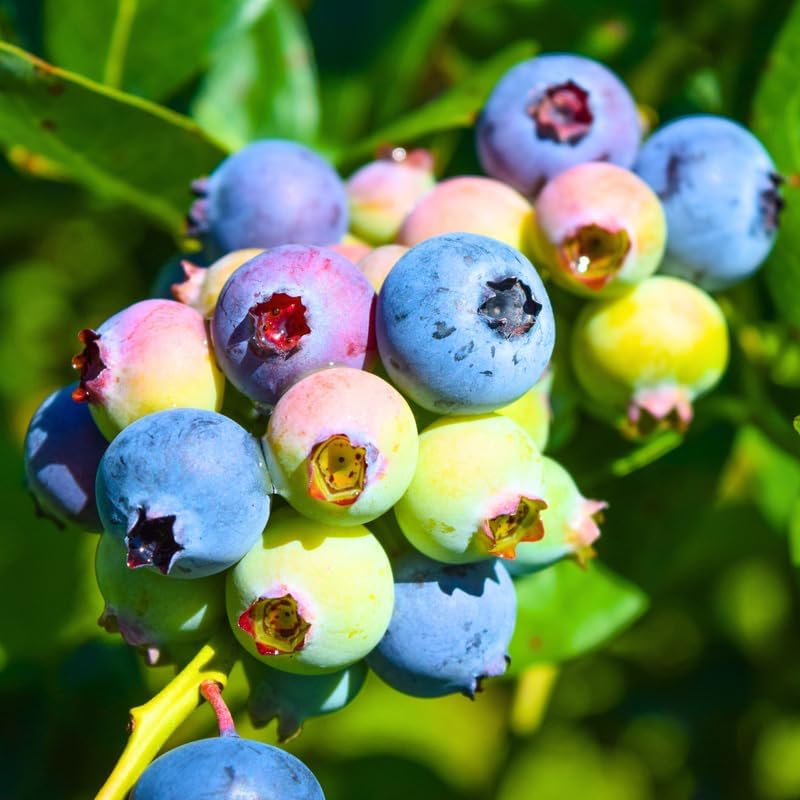 2 Sunshine Blue Blueberry Plants Live, Berry Tree Seedling by AVERAR