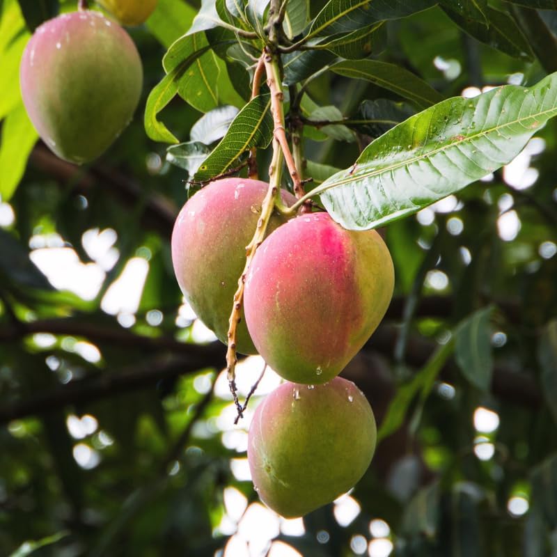 Dwarf Mango Tree Live Plant, Tropical Fruit, 3 Gallon Pot - Image 4