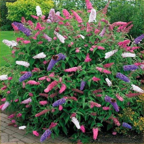 2 Mixed Butterfly Bushes Plants, Perennial Flower Shrub, 4-7'' Tall - Image 3