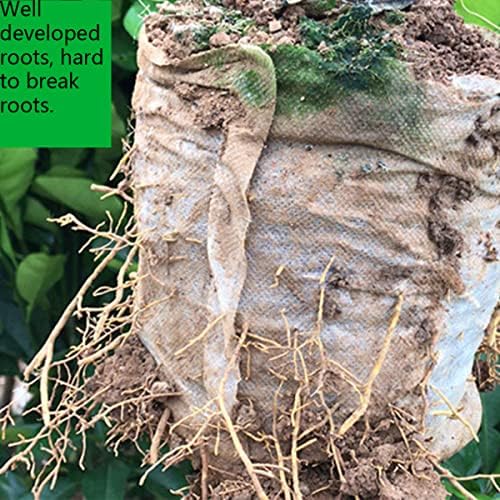 gardtree 3/8 Gallon 400PCS 7×7.8 Inch Breathable Plant Grow Bags - Non-Woven Plant Seedling Pots for Seed Starting, Indoor/Outdoor Vegetables, Herbs, Flower | Easy Transplant, Space Saving, Black - Image 3
