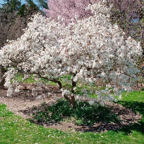 Star Magnolia Live Plant, Flowering Tree, 6-12 Inch Tall, 2.5 Inch Pot - Image 4