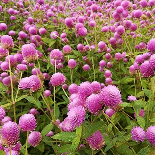 Outsidepride Rose Gomphrena Seeds - 1000 Pcs Annual, Heat & Drought Tolerant, Pollinator Friendly Globe Amaranth Seeds for Planting w/Vibrant Round Blooms for Beds, Borders, and Arrangements by Outsidepride