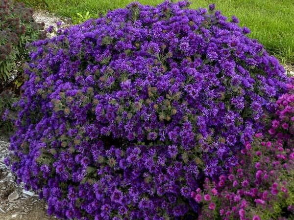 Greenwood Nursery: Live Perennial Plants - Aster ‘Grape Crush’ + Novae‑Angliae - [Qty: 5X Pint Pots] - (Click for Other Available Plants/Quantities) - Image 2