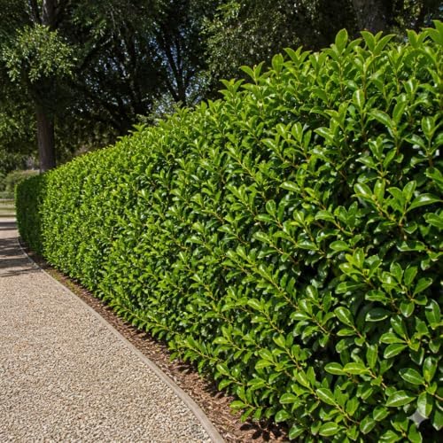 Viburnum Odoratissimum | 30 Live Plants | Fast Growing Shrub, Dense Evergreen Foliage, Fragrant White Flowers, Privacy Hedge, Low Maintenance, Drought Tolerant, Year-Round Interest - Image 4