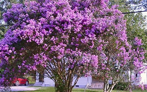 Zuni Crape Myrtle - Purple Flowering Tree - Live Plant Shipped 1 to 2 Feet Tall in Gallon Pot by DAS Farms (No California) - Image 2