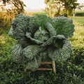 Savoy Perfection Cabbage - 100 Cabbage Seeds for Planting, Thresh Seed Co. by ThreshSeedCo