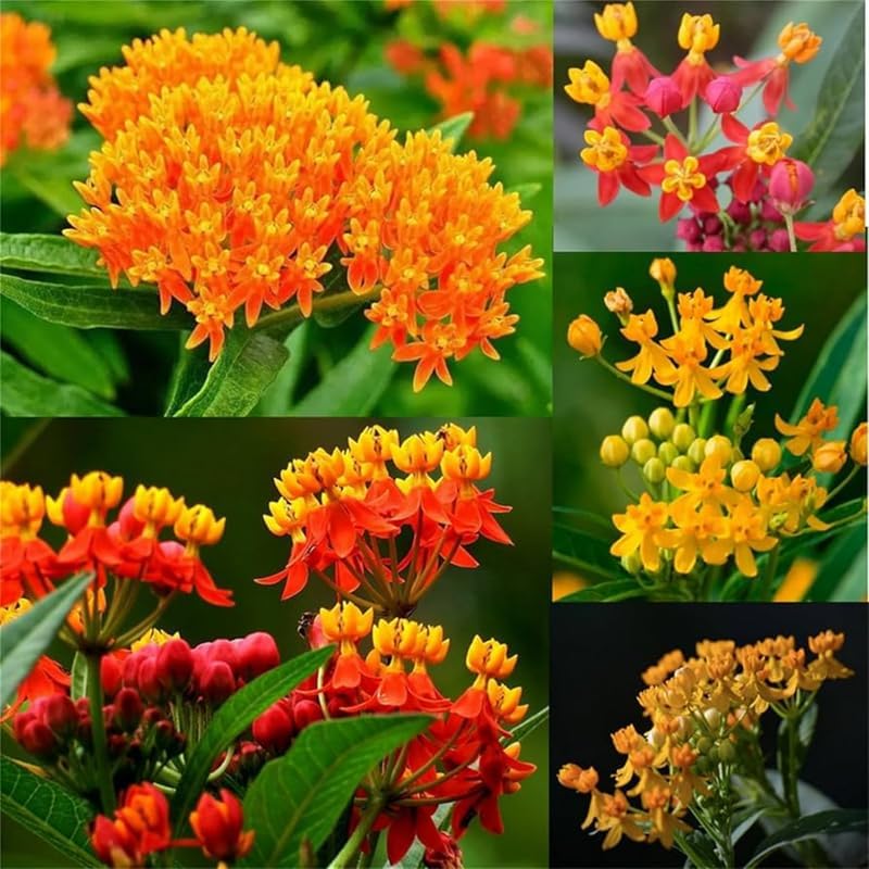 2 Random Mix Milkweed Live Plants, 5-9 Inch Tall - Image 3