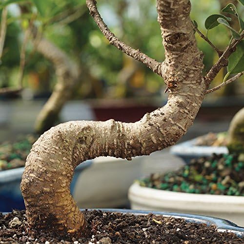 Brussel's Bonsai - Medium Ficus Live Bonsai Tree, Potted Indoor Plant - Image 2