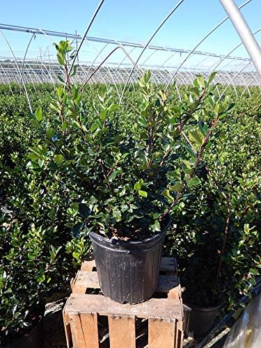 Ilex X meserveae 'Blue Prince' (Blue Holly) Evergreen, #3 - Size Container - Image 2