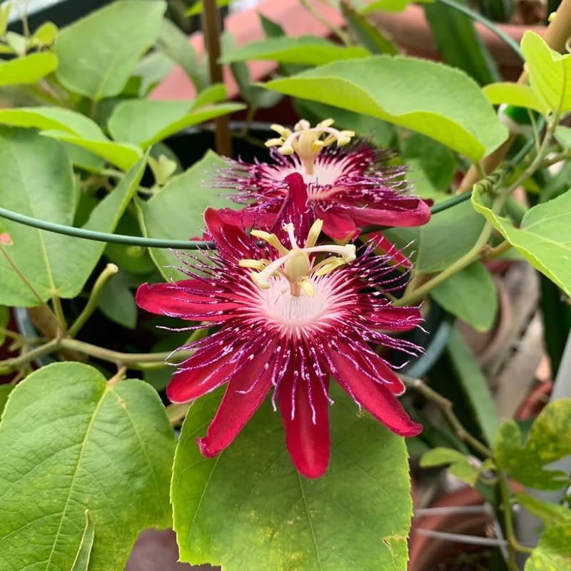Burgundy Passion Flower Live Plant, Passiflora Trellis Vine, 4-8 Inches - Image 5