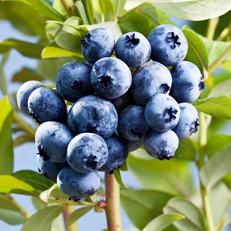 Live O'Neal Blueberry Plants (4 Pack) – Southern Highbush Blueberry Bushes Live for Planting, Exceptional Flavor, Early Harvest, Suitable for Diverse Climates - Image 2