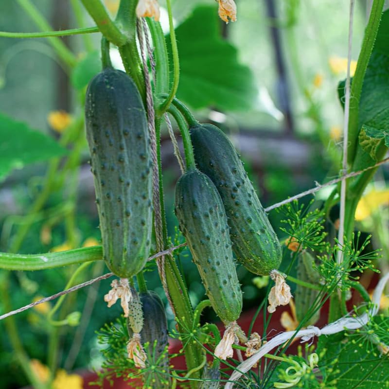 2 Marketmore Cucumber Plants, 4-6" Tall Cucumber Seedlings in 4" Pot - Image 3