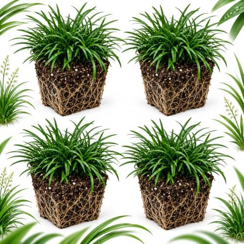 4 Dwarf Mondo Grass Plants Live, 4-8" Tall, Non GMO Ornamental Grass Live Plant, Drought Tolerent, High-Density Ground Cover for Shaded Backyard & Patio Pathway by GINGERGLOW
