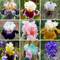 35 Mixed Iris Heirloom Seeds for Planting by Unknown