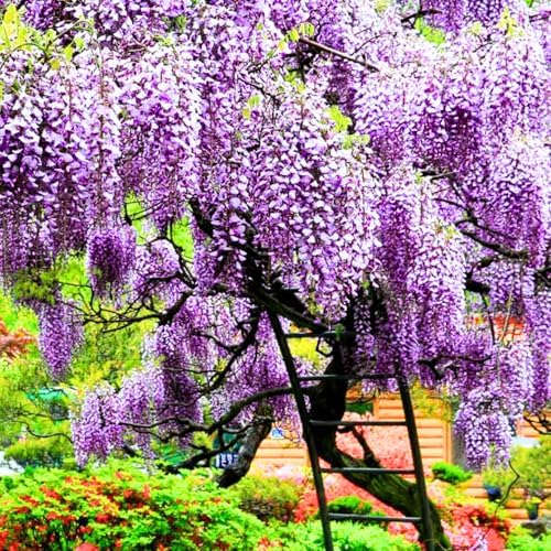 3 Purple Wisteria Live Trees, Climbing Vine Plant, 6-12 Inch Tall - Image 4