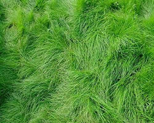 Creeping Red Fescue Lawn Grass Seeds, 1 Pound Pure Seeds by Seeds2Go by Seeds2Go