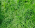Creeping Red Fescue Lawn Grass Seeds, 1 Pound Pure Seeds by Seeds2Go by Seeds2Go