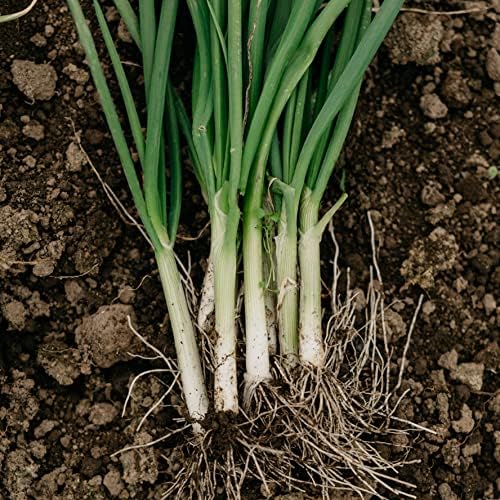Organic Onion Seeds (Bunching Evergreen) - Approx 200 Seeds - USDA Organic, Non-GMO, Open Pollinated, Heirloom, USA Origin - Image 3