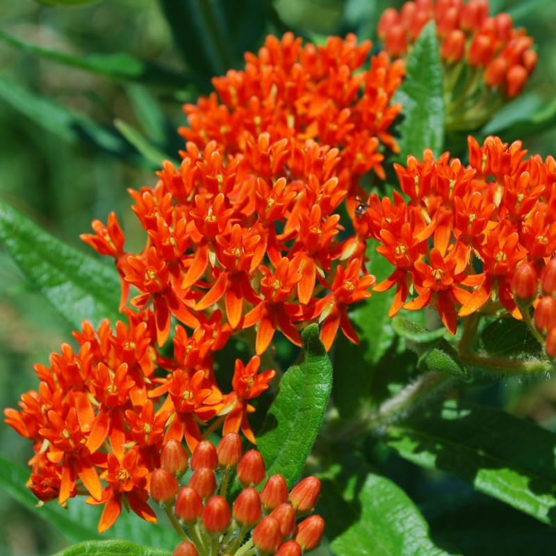 2 Random Mix Milkweed Live Plants, 5-9 Inch Tall - Image 4