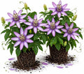 2 Lavender Passiflora Plants, Colorful Passion Flower Vines, 4-7'' Tall by UIOTER