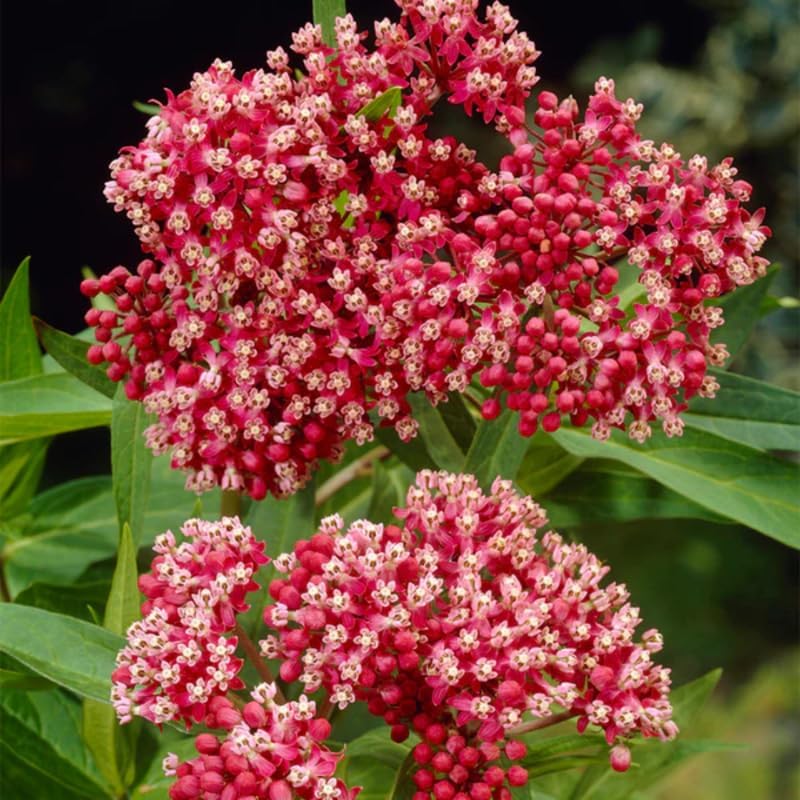 2 Deep Red Butterfly Milkweed Plants Live, Flowering Plant, 4-9 Inch Tall - Image 2