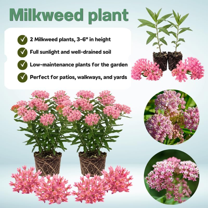 2 Pink Milkweed Live Plants, 3-6 Inch Tall - Image 3