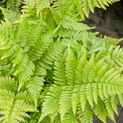 Perfect Plants Autumn Fern, 1 Gallon, Live Perennial - Image 2