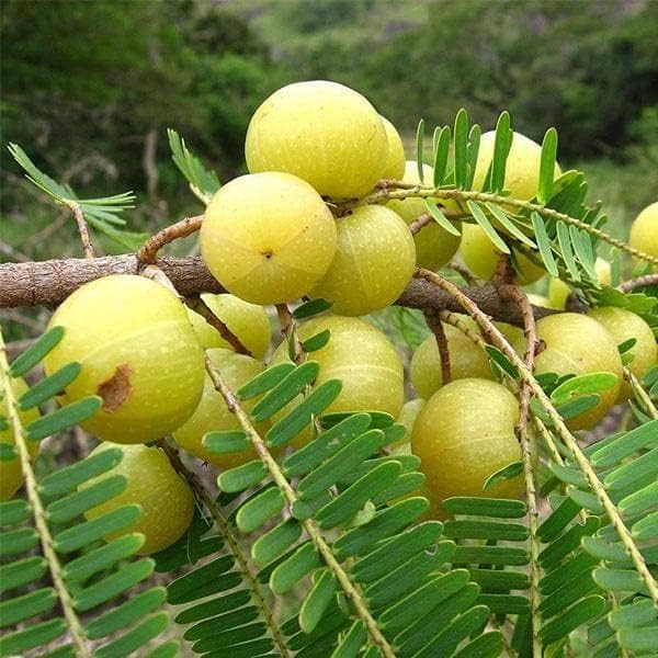 Amla/Indian Gooseberry (Emblica officinalis) Live Tropical Fruit Tree 12”-24” Tropical Plantae by Unknown