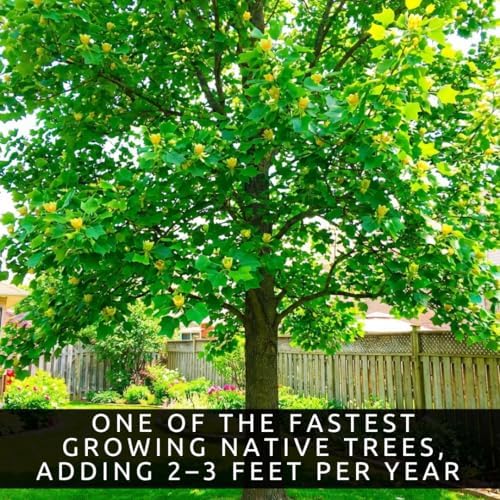 Tulip Poplar Live Tree Plants for Growing – Liriodendron tulipifera – Fast Growing Shade Trees with Tulip Flowers – Bare Root Trees for Planting Outdoors (2 Trees) - Image 6