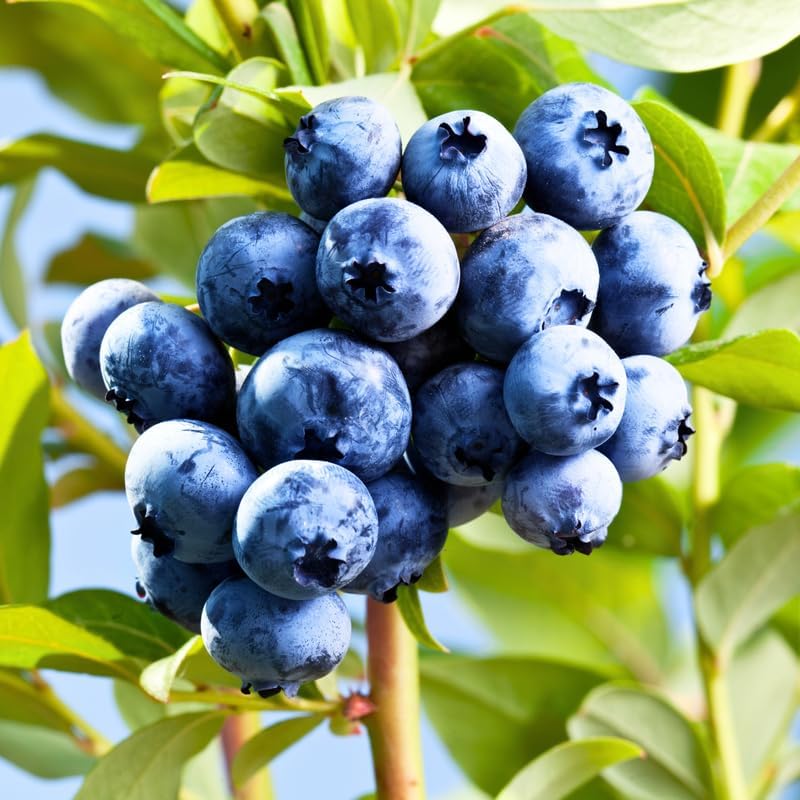 2 Blueray Blueberry Bushes Live Plants, Starter Fruit Plant, 5-12 Inch Tall - Image 2