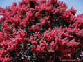 Tuscarora Crape Myrtle - Coral Pink Flowering Tree - Live Plant Shipped 1 Foot Tall by DAS Farms by DASFarms