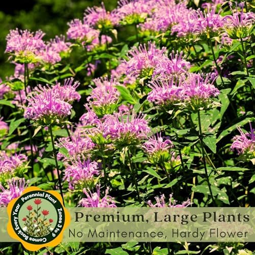 Clovers Garden Bee Balm Balmy Lilac (Monarda) Plants – Two (2) Live Plants – Non-GMO - Not Seeds - Each 4" to 8" Tall – in 4" Inch Pots – Hardy Flowering Perennial, Pollinator Favorite - Image 6