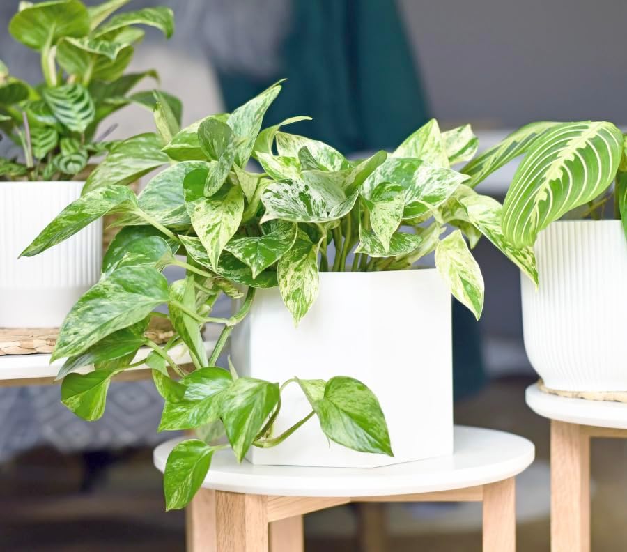 Marble Queen Pothos Plant in 4 Inch Planter Pot for Plants, Low Light Plants Live Houseplants, Pothos Live Plant Decor, Live Plants Indoor Plants Live Houseplants Live Indoor Plants by Plants for Pets - Image 6