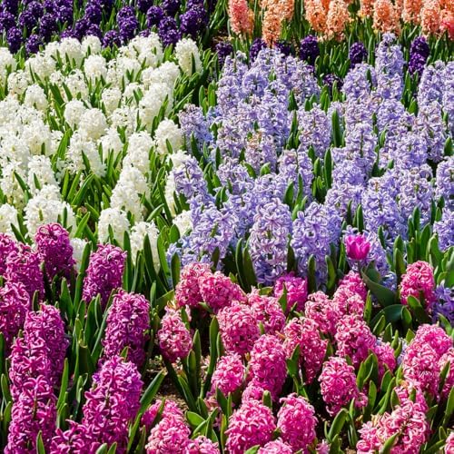 50 Mixed Hyacinth Bulbs – Fragrant Spring Flowers in Assorted Colors – Ideal for Beds & Containers – Bulk of Spring-Blooming Flowers – Easy Fall Planting - Plant in Gardens & Borders - Willard & May - Image 4