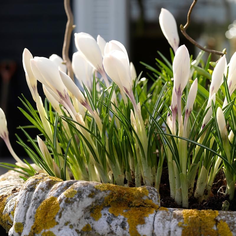 Jeanne d' Arc Giant Crocus Flower Bulbs - 10 Bulbs per Pack - Naturalizing - Perennializing - Image 3