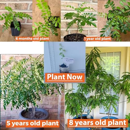 Daisy Ship Curry Leaf Plant Live Murraya Koenigii - 2 x 2-in Bags - Image 4