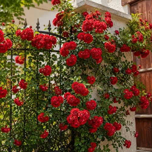 Red Climbing Roses Plant, Fragrant Rose Bush, Perennial Red Flower Roses in Home Garden, 2-4 Inch Tall - Image 7
