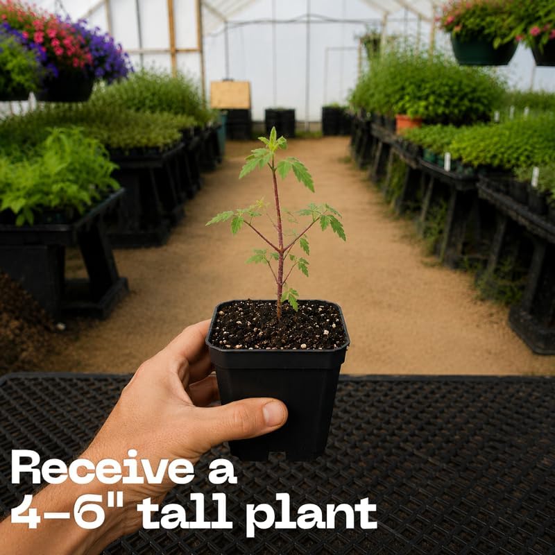 Wild Lupine Live Plant, 4-6" Tall in 4" Pot, Grow Robust, Easy to Care Vibrant Blue Flowers for Pollinator Gardens - Image 3